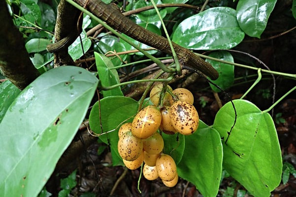 Hoàng Đăng